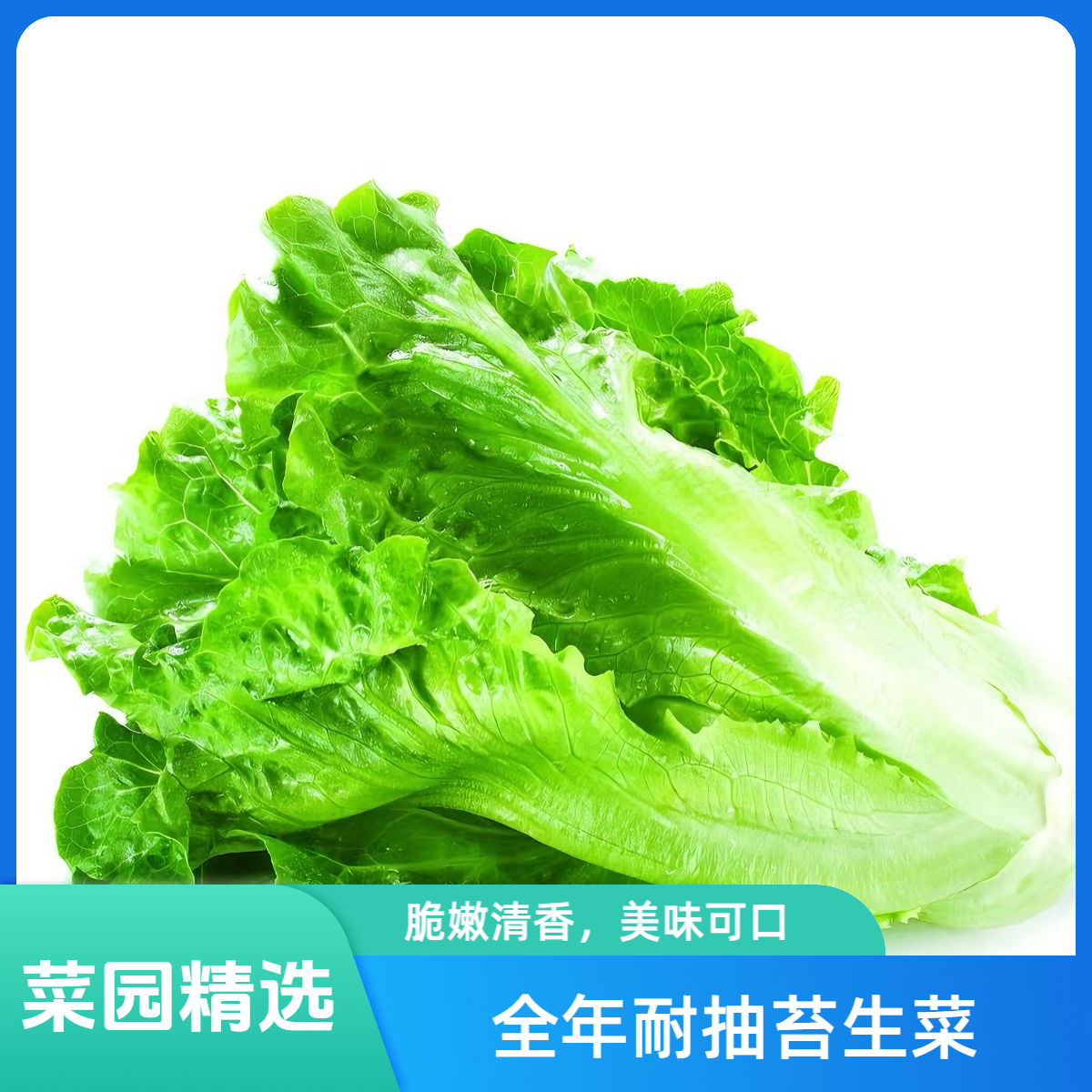 四季生菜种子全年耐抽苔脆嫩清香四季可种菜园精选