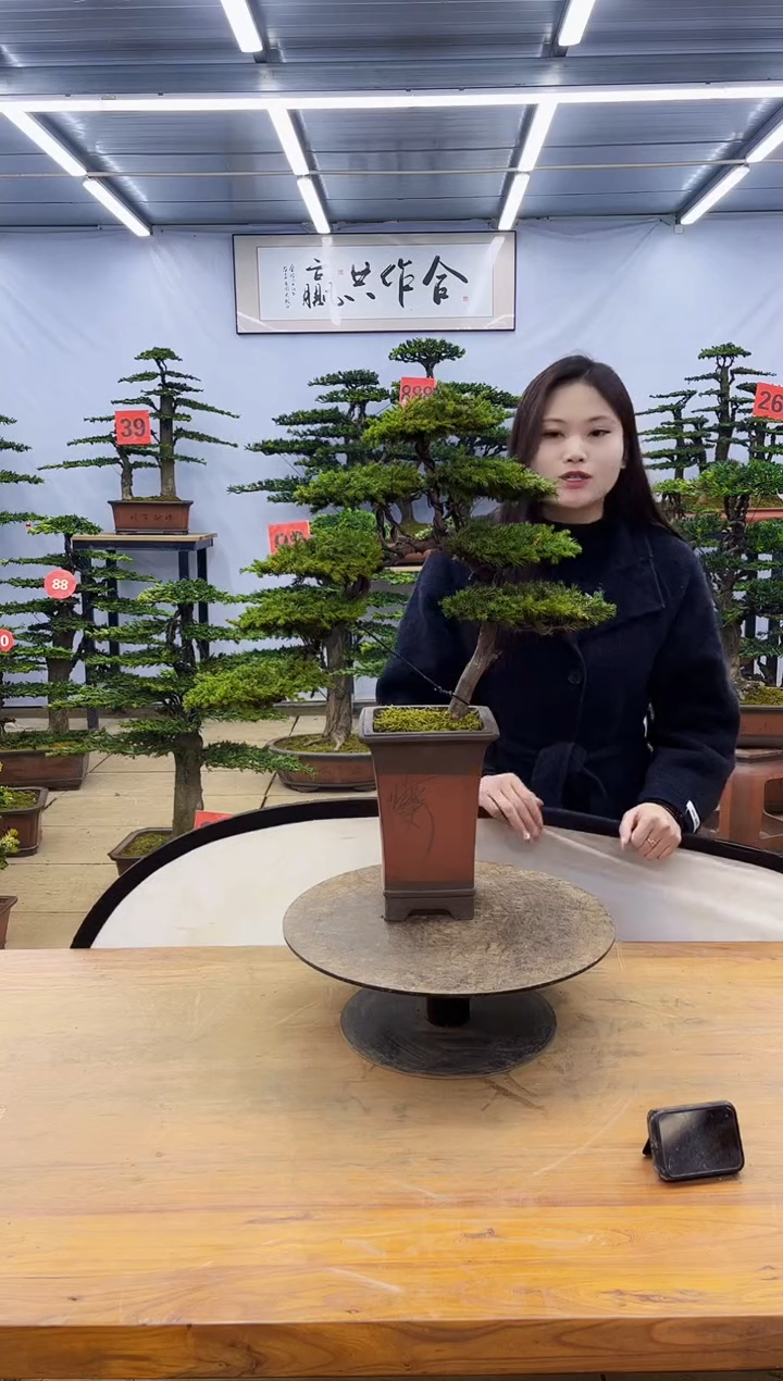 【闪购商品】高端盆景一物一拍，所见即所得