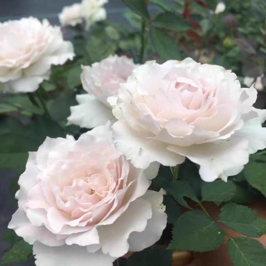 灌木月季莎菲天使萨菲天使何本系列日月白色淡紫色淡茶香切花