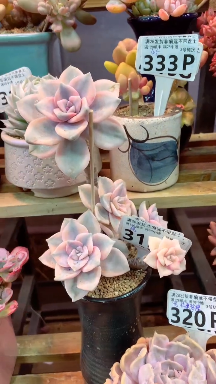 319P（一物一拍，精品多肉，所见即所得 ）