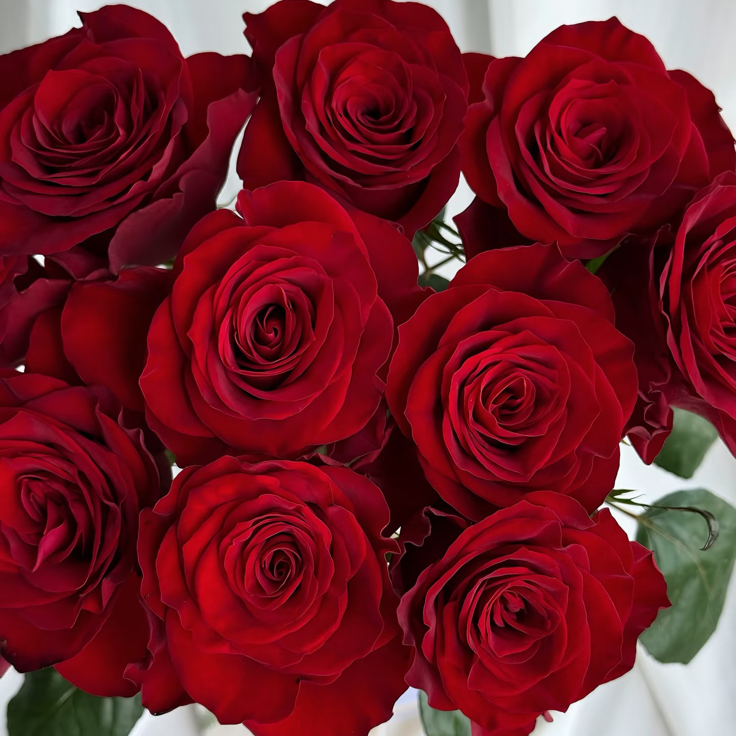 【大力甄选】AA级高原红单头玫瑰 云南基地现采现发 一单包邮