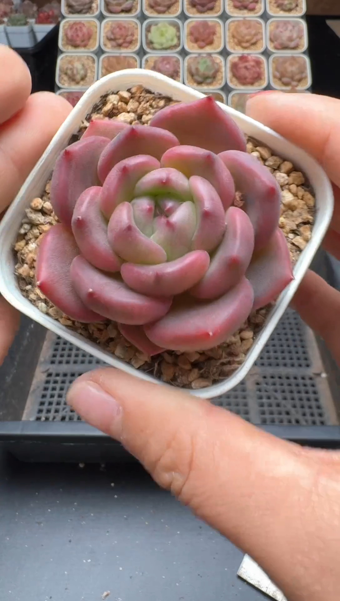 【闪购商品】968号 珍妮杂交多肉 花卉植物