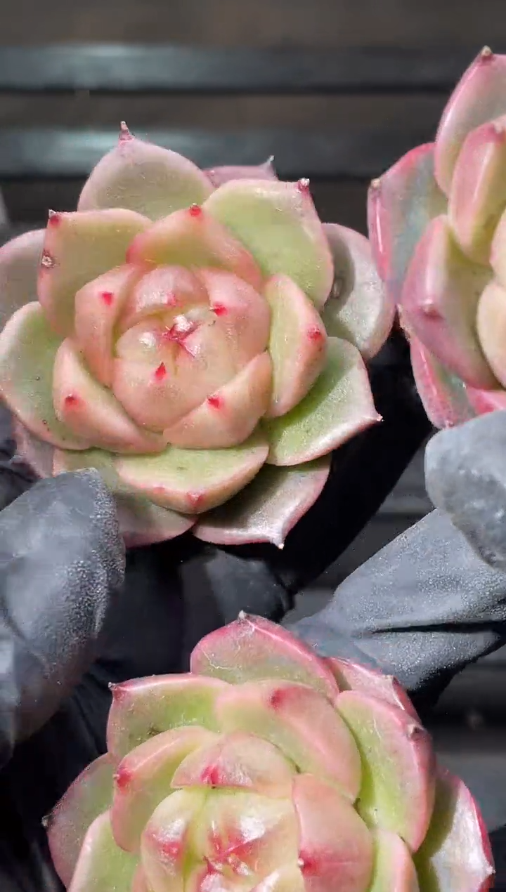 31-14 翠皇3-4厘米量拍发一颗