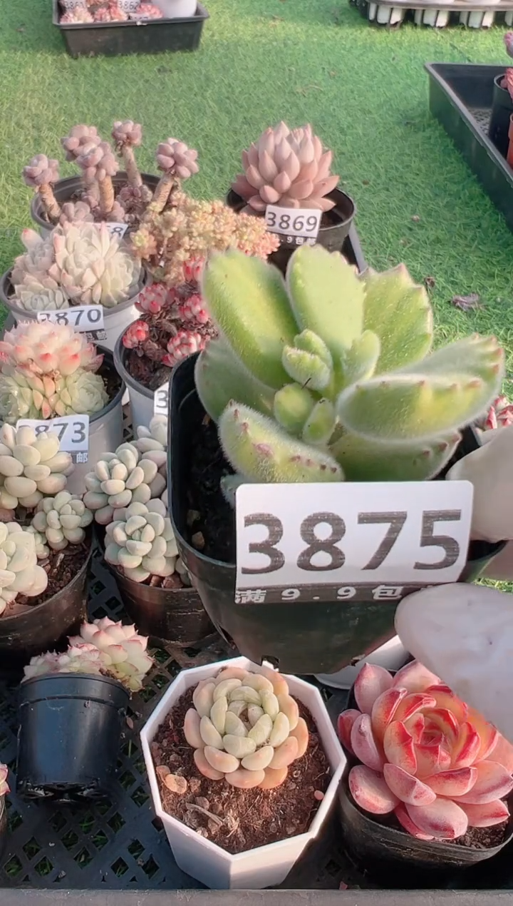 【闪购商品】信福多肉一物一拍