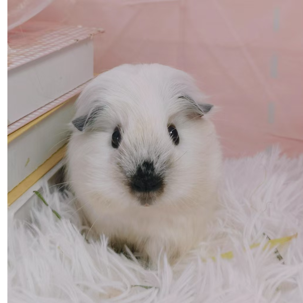 宠物活体仓鼠荷兰猪加州一物一链接