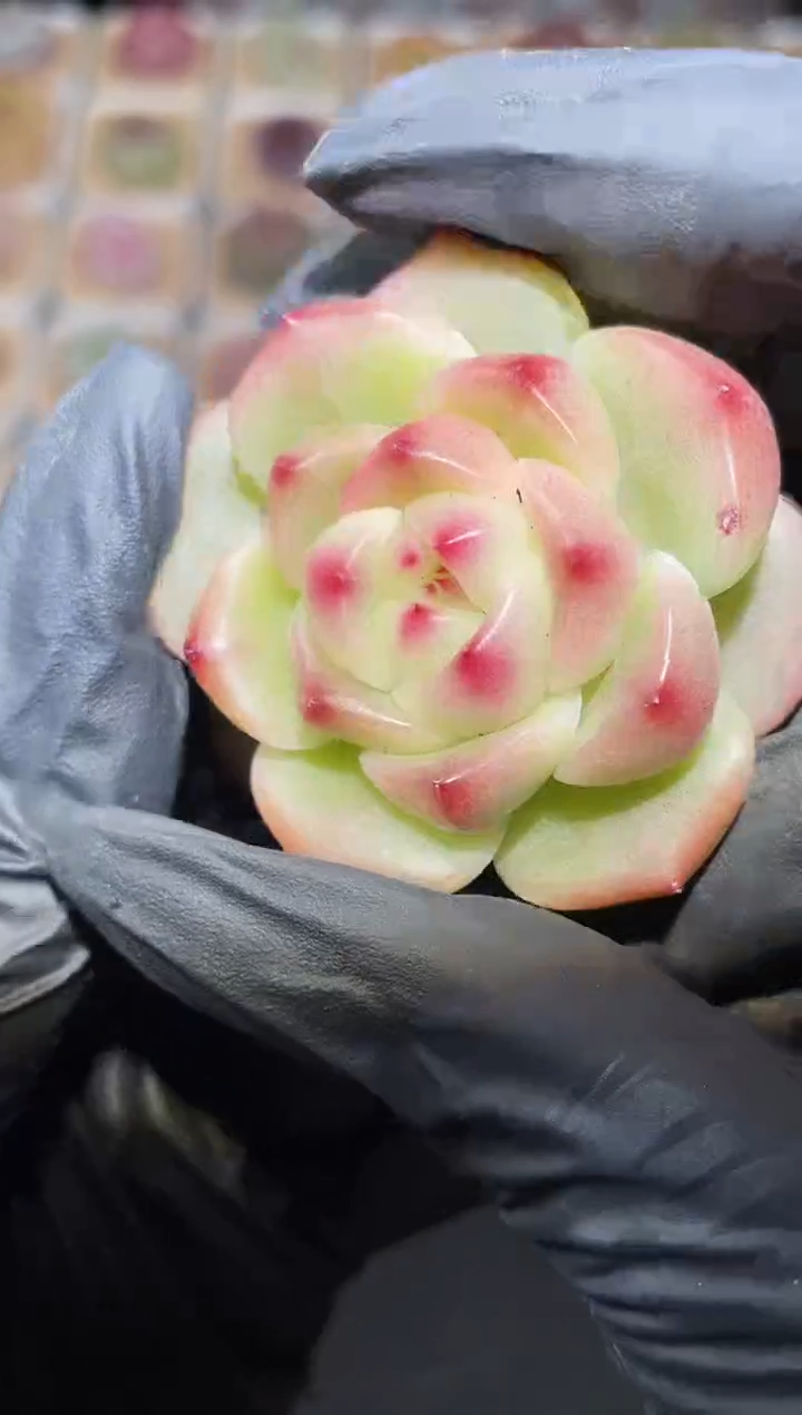 闪购2828 云影秋水多肉一颗  4-4.5厘米