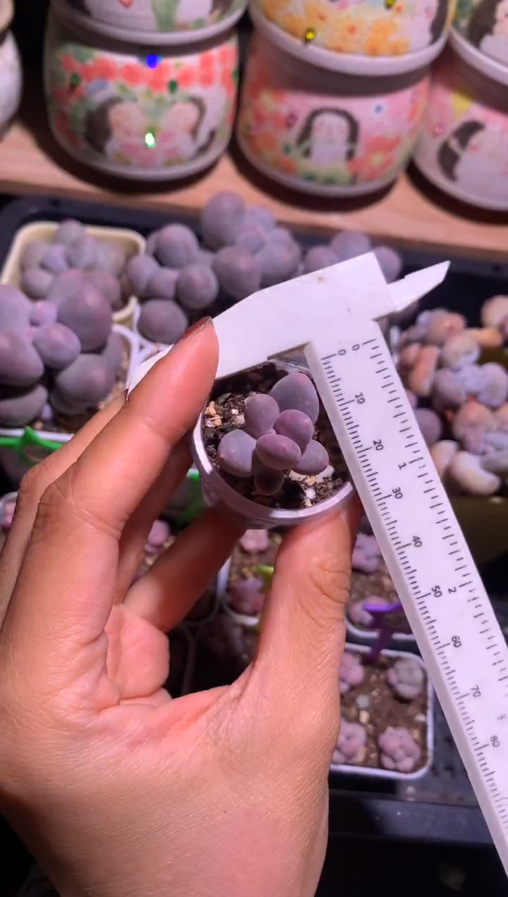 韩国彩虹，满28包邮不满发一个叶片到付