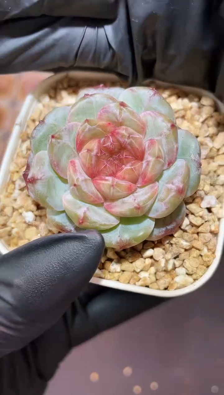 闪购841 魅骨系列多肉一颗  3.8-4厘米