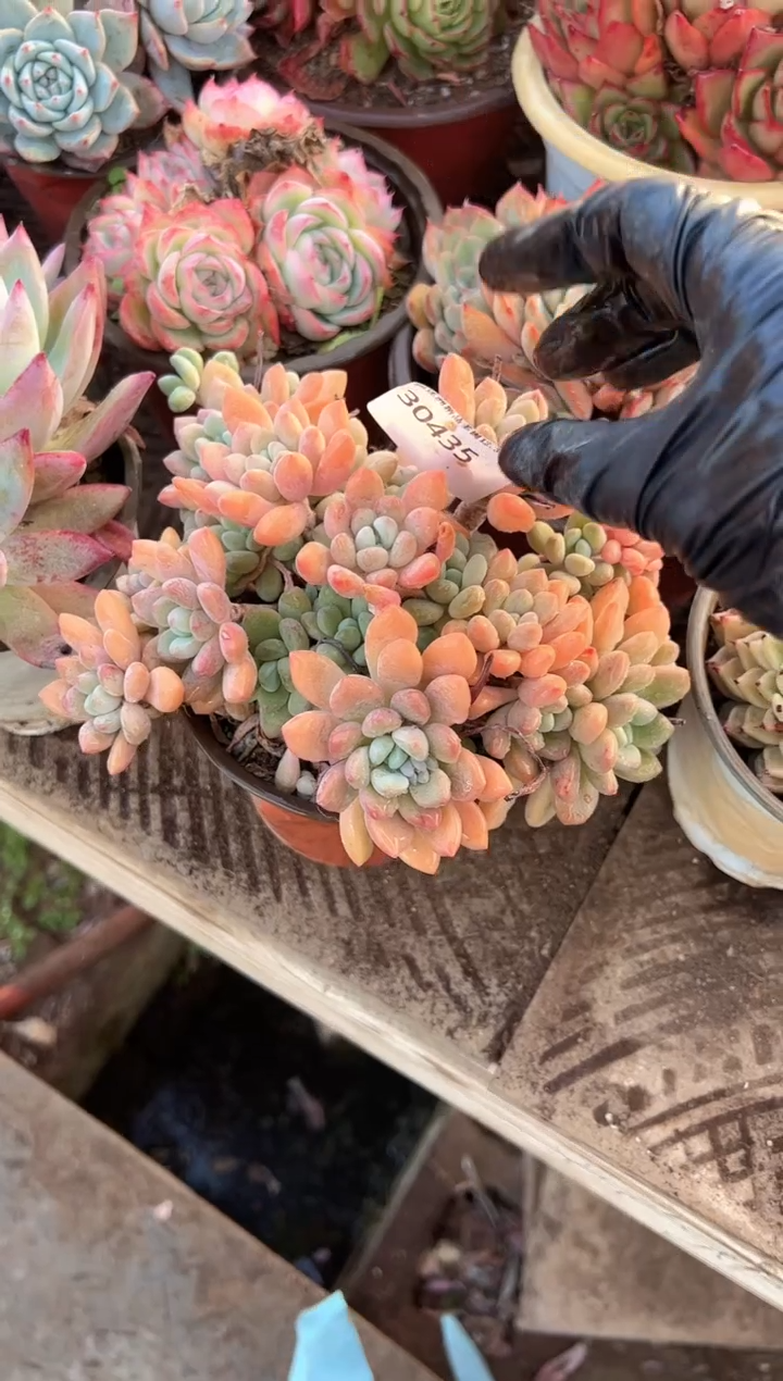 K****o多肉植物一物一拍30435