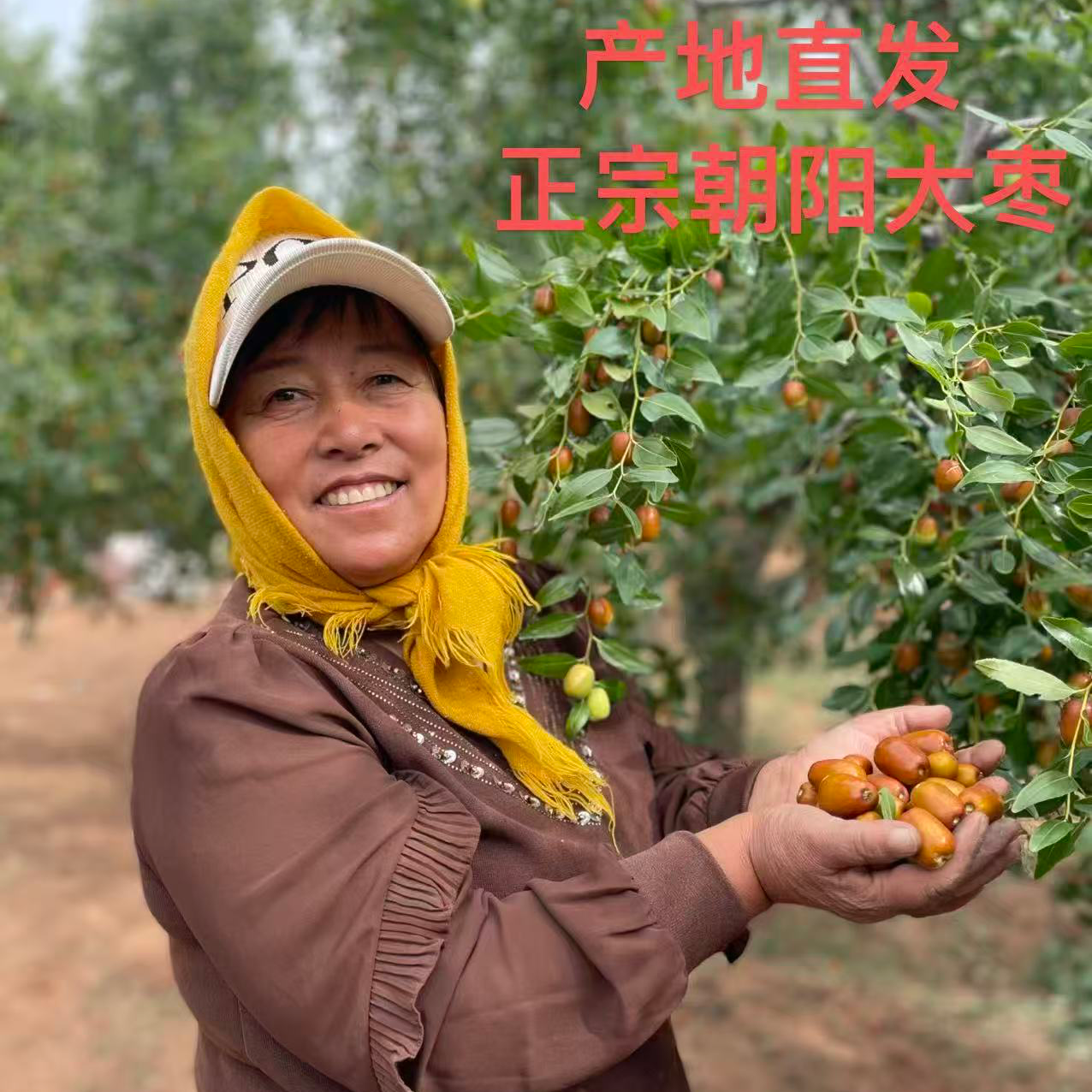 正宗朝阳孙家湾平顶大枣现摘现发鲜甜多汁酸甜酥脆应季水果