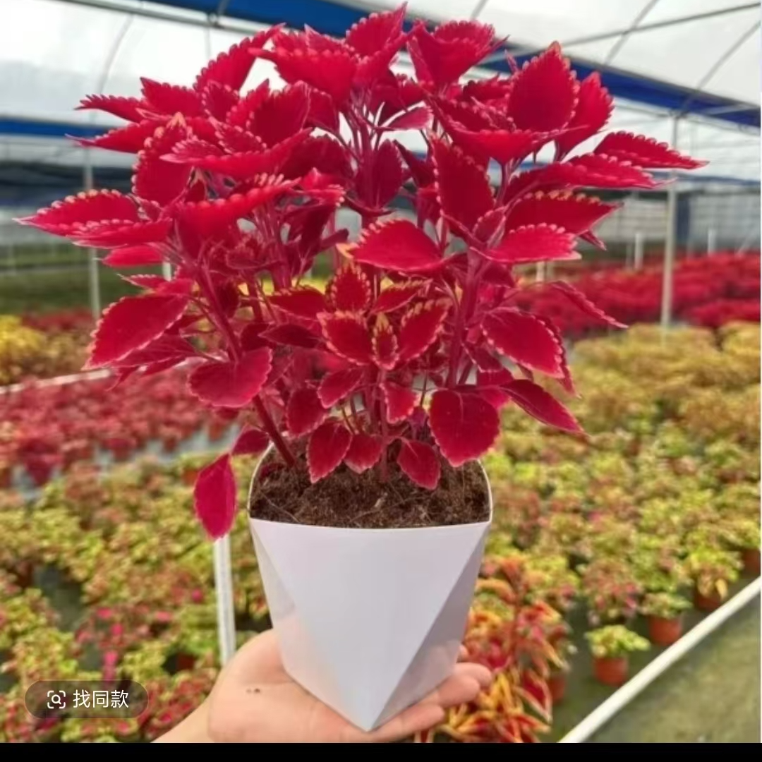 【彩叶草盆栽】四季种植盆栽室内外客厅阳台植物