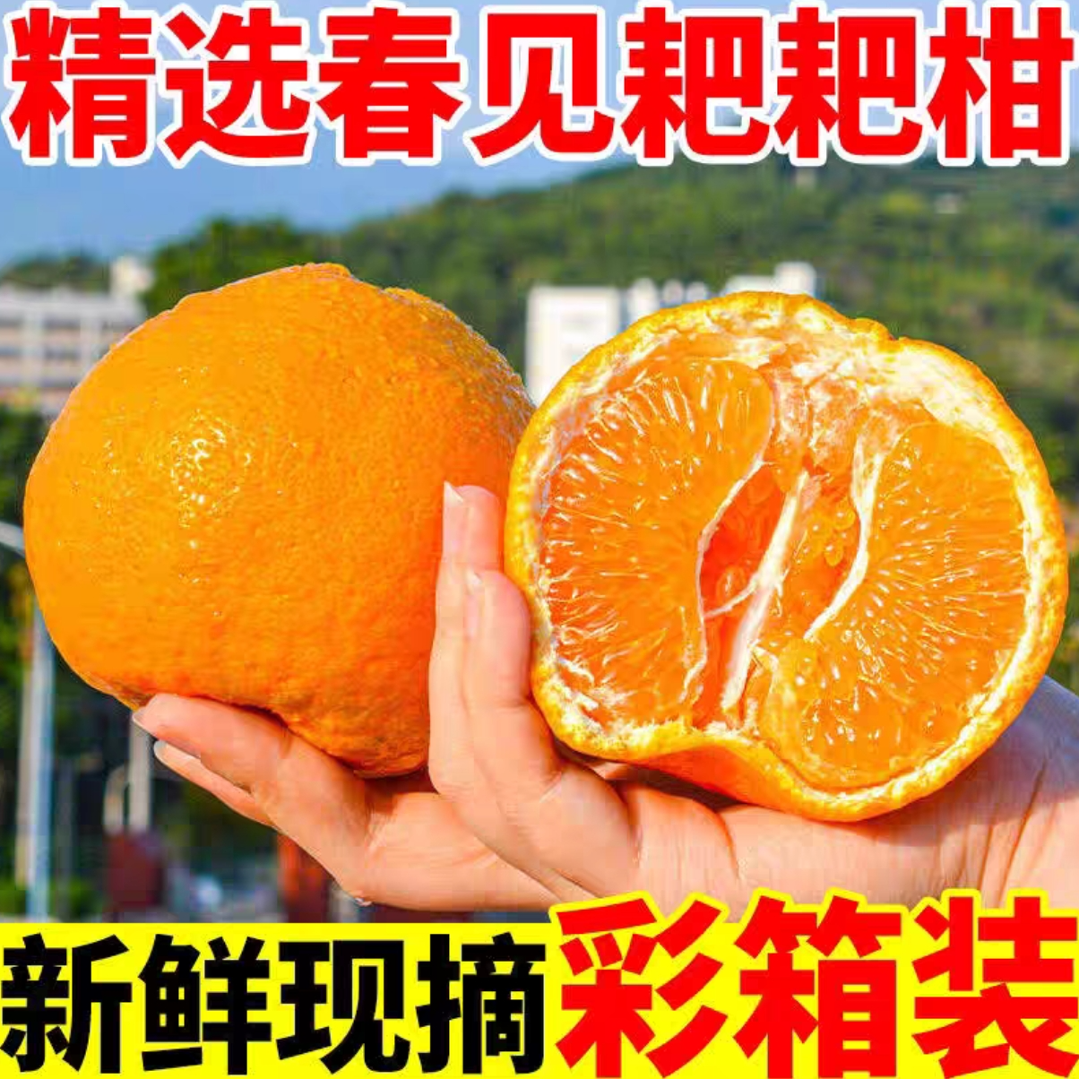 正宗眉山春见耙耙柑新鲜采摘发货当季鲜果