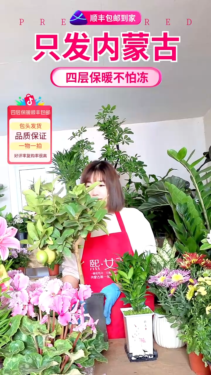 完全开放柠檬树顺丰包邮