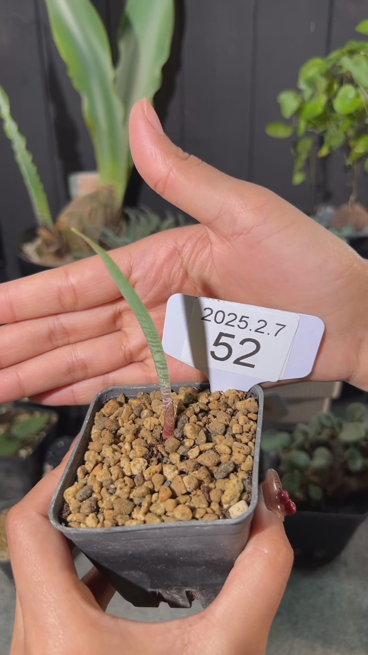 【闪购商品】巨波叶血莲2.7.52