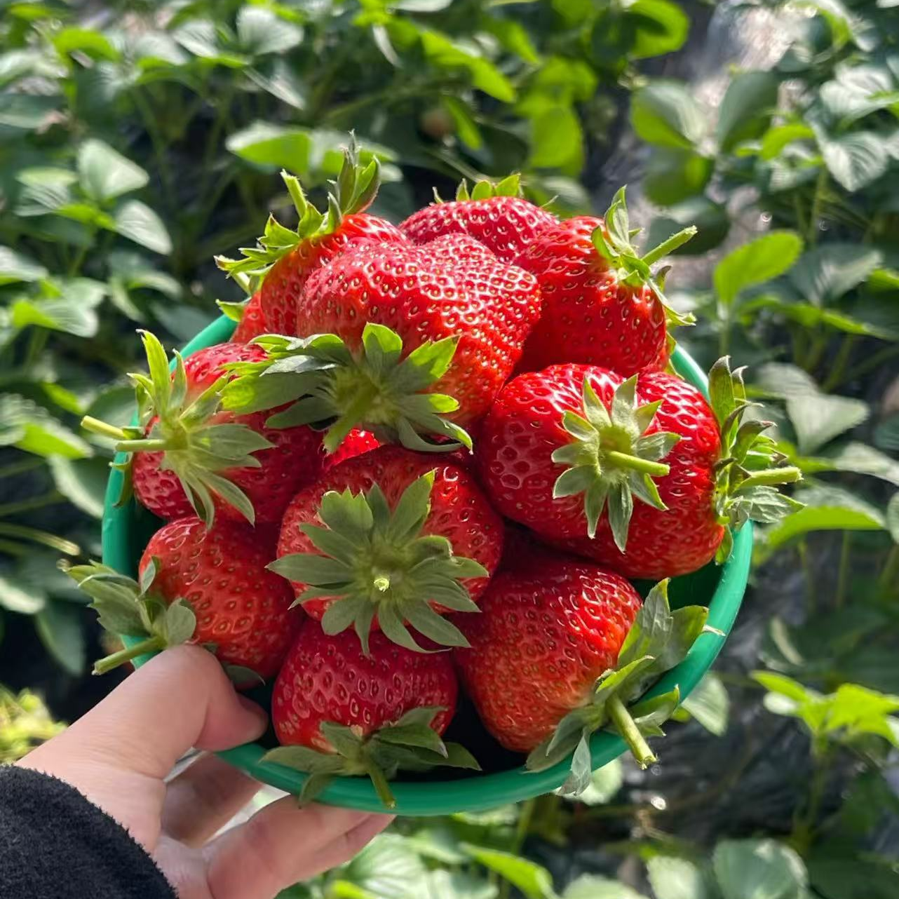 【小吴优选】本地红颜草莓 现摘现发 鲜香甜