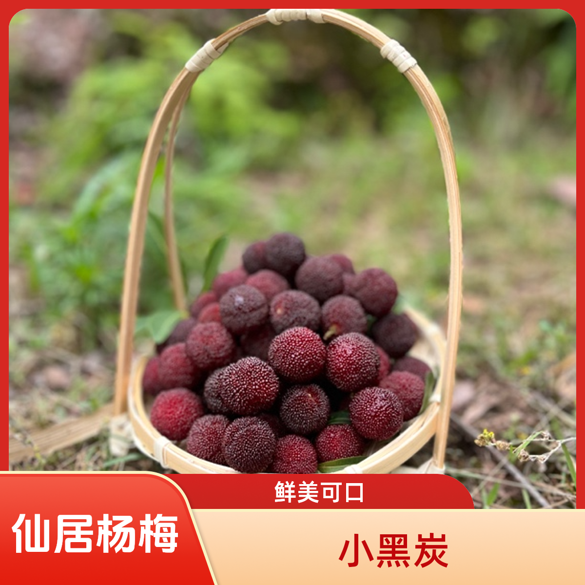 仙居大棚杨梅小黑炭浙江仙居杨梅