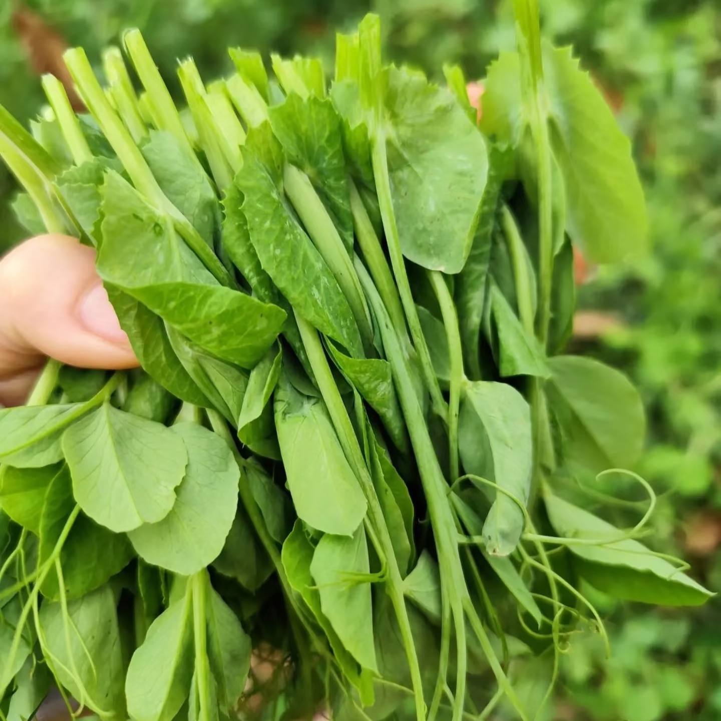 组合【二斤芦蒿+一斤菠菜+一斤豌豆苗】八卦洲现摘现发组合火锅伴侣不打药农家绿色健康蔬菜次日达农家