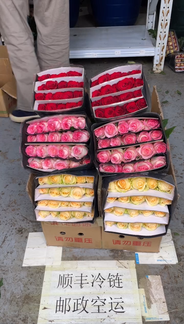 艾沙20枝+香槟20枝+高原红20枝