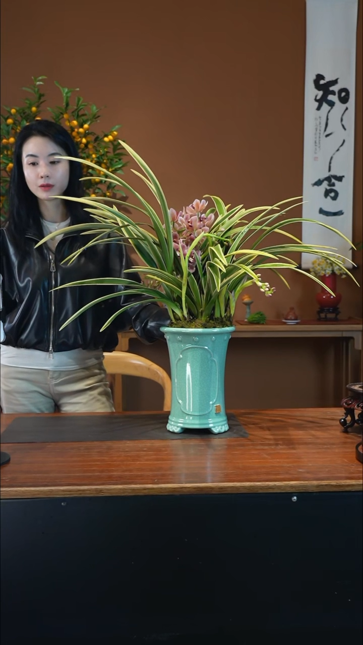 全部花朵金粉佳人盆景盆景