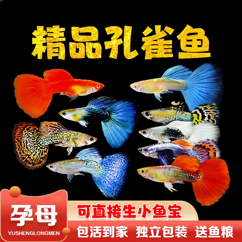 【小全家福】10条+4备损纯种孔雀鱼7个品种新手易繁殖鱼