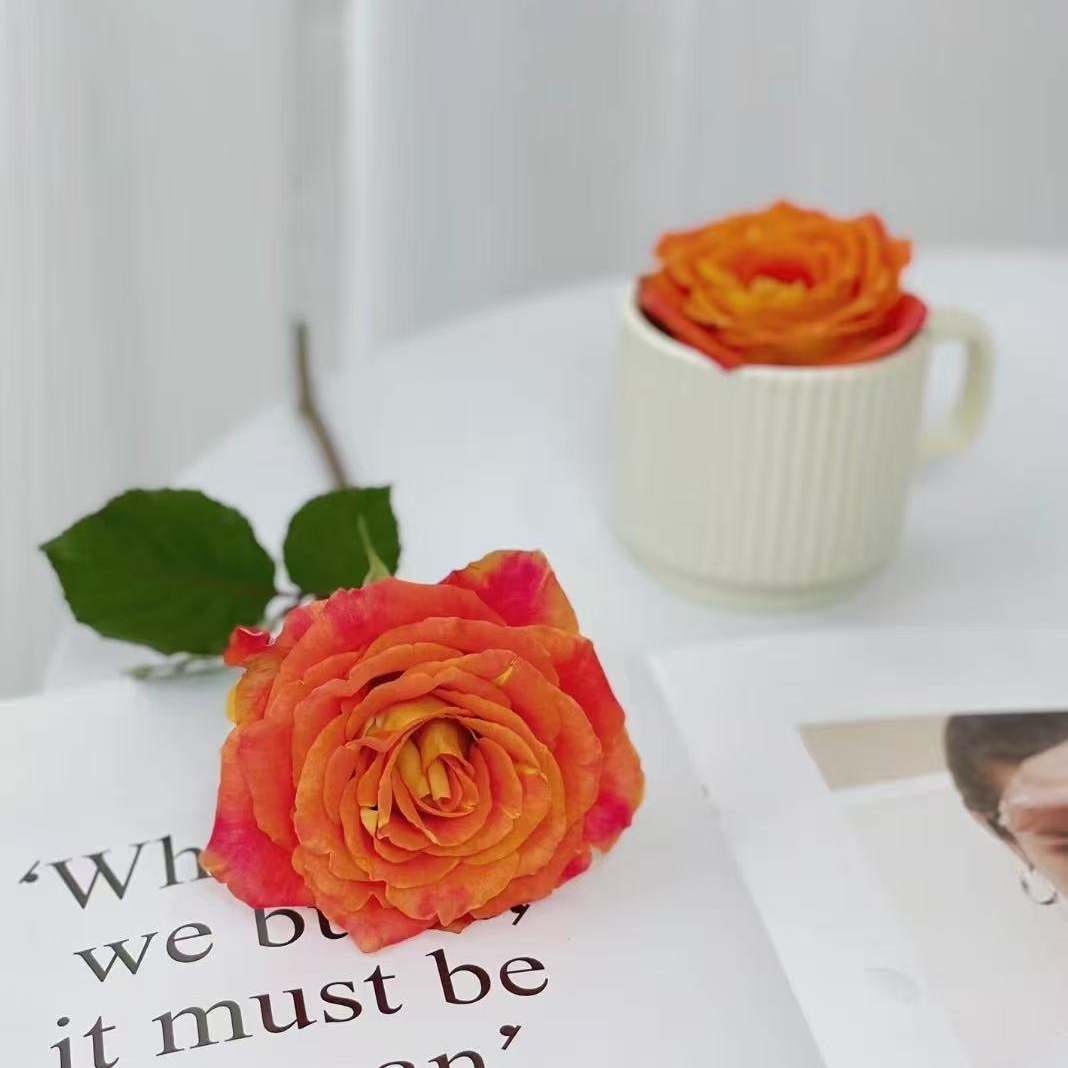 [牛牛甄选]AA级欢乐颂单头玫瑰 一单包邮 云南昆明基地现采现发