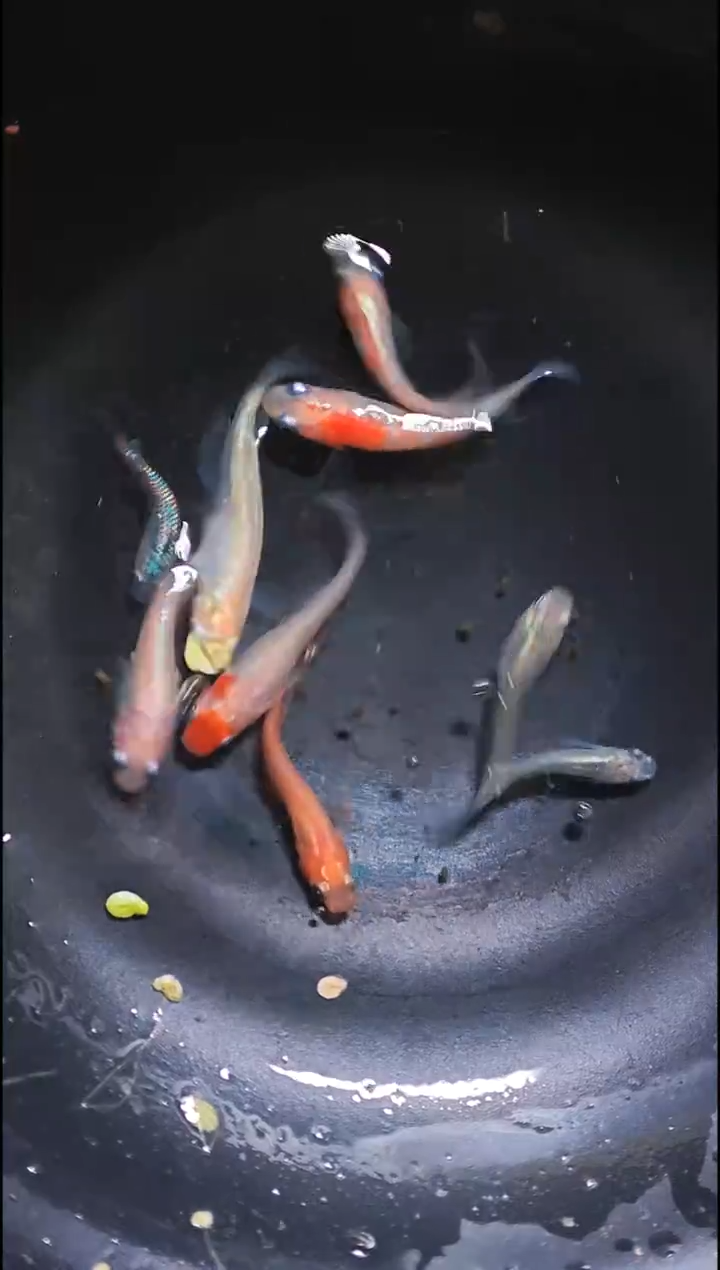 青鳉鱼观背青鳉017