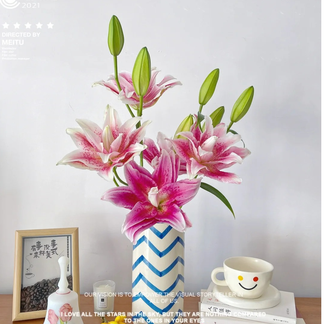 【上海种业】达琳公主重瓣百合鲜切花无土栽培云南基地直发