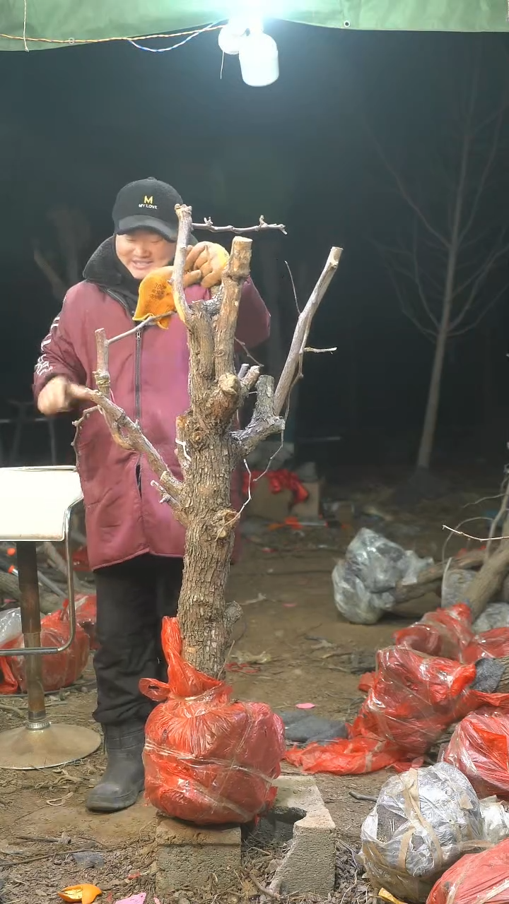 完全开放枣树801