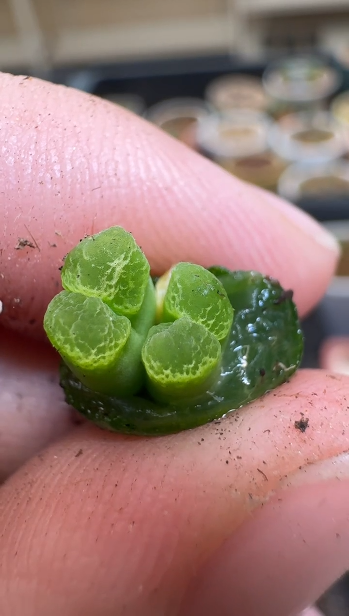 【闪购商品】2/4-181