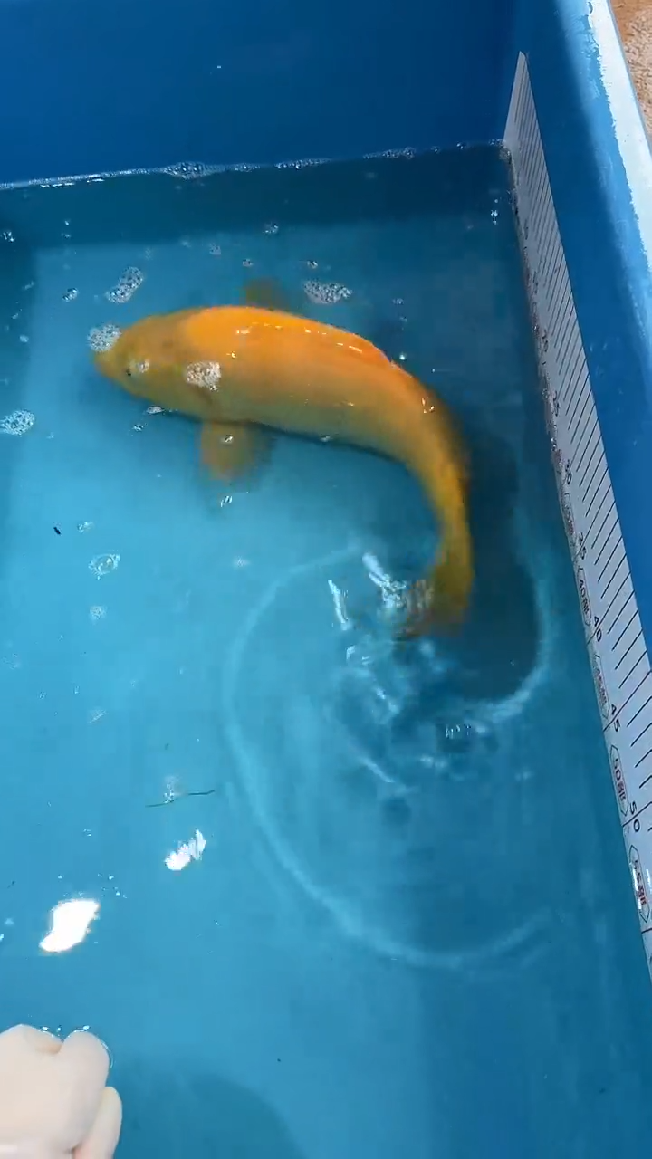 锦鲤太饱东风锦鲤36cm-45cm不包邮到付 包损