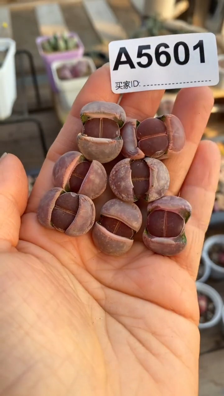 【闪购商品】5601直播一物一拍