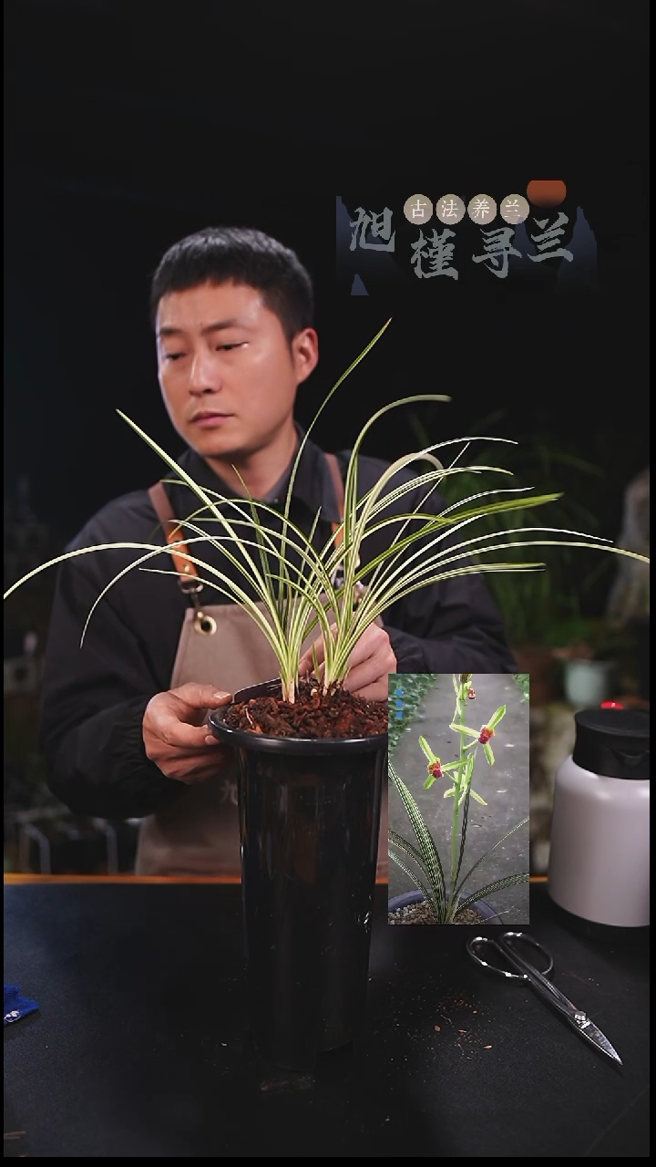 当前无花栽培后可以开花曼*哥蕙兰秀香锦（一物一拍）寄养