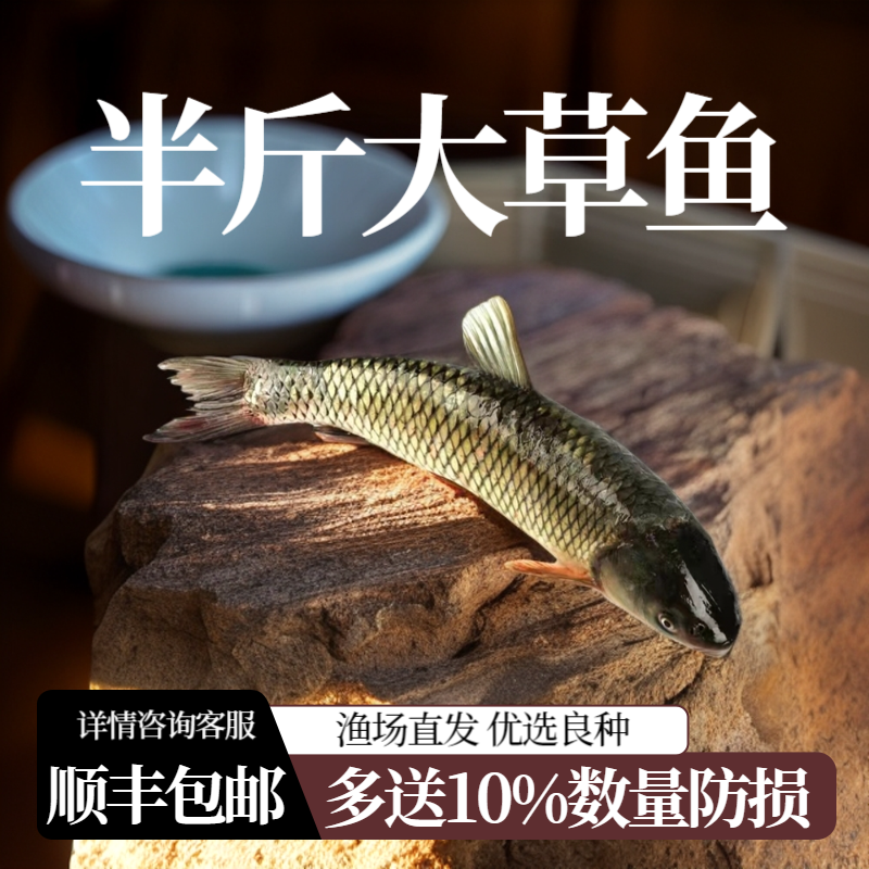 大草鱼脆皖鱼白鲢鱼螺丝青鱼鲫鱼活体食用鱼淡水