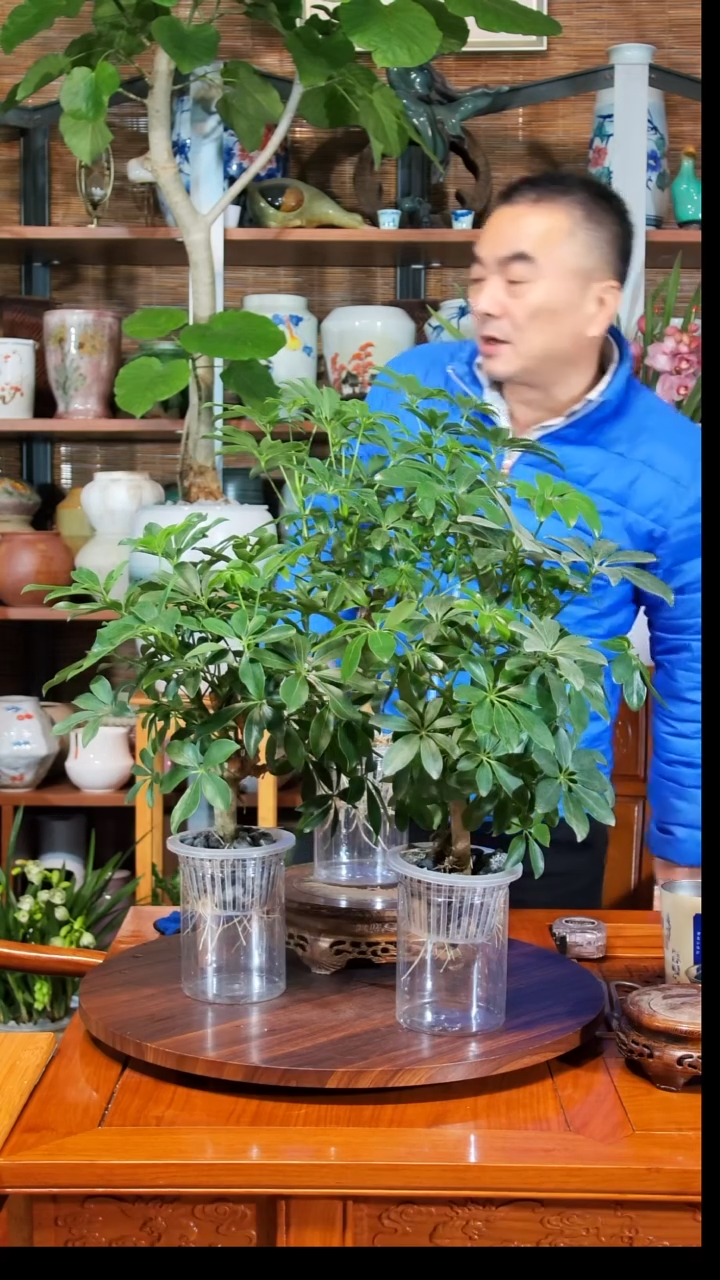 无花朵花****）水之韵水培鸭掌木3颗不带瓶