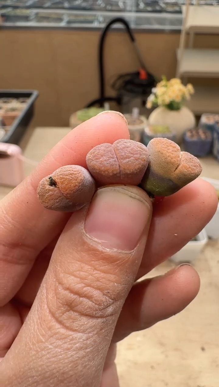 多肉植物肉锥3-255