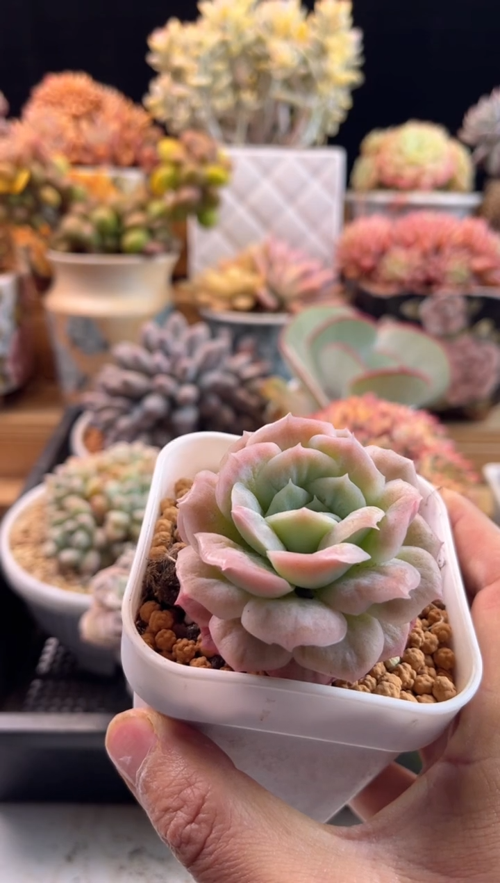 【闪购商品】2.16-27泡泡糖