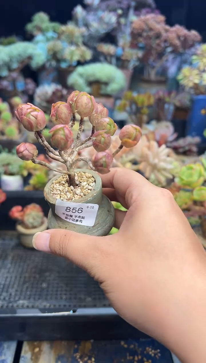 上***签856           不带盆