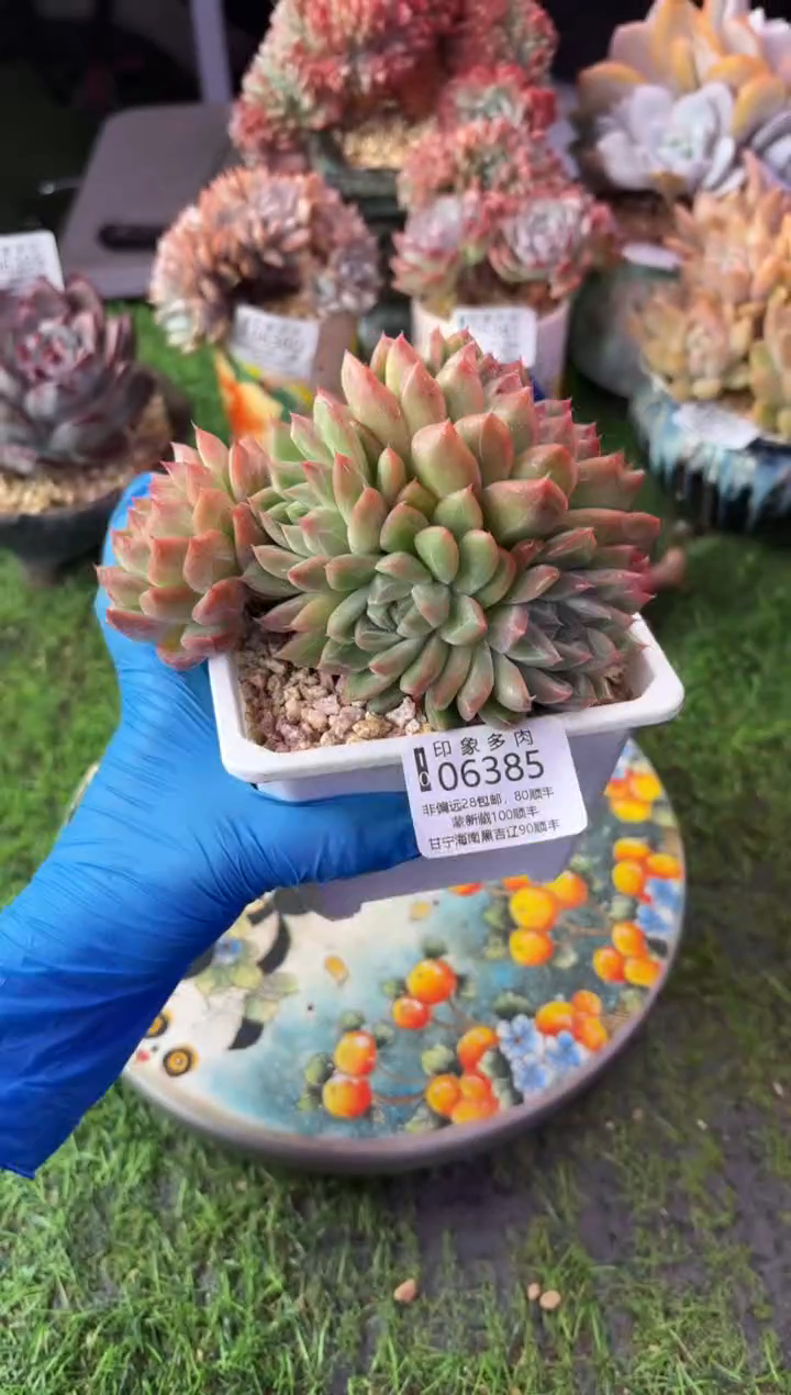 昆明印象多肉06385