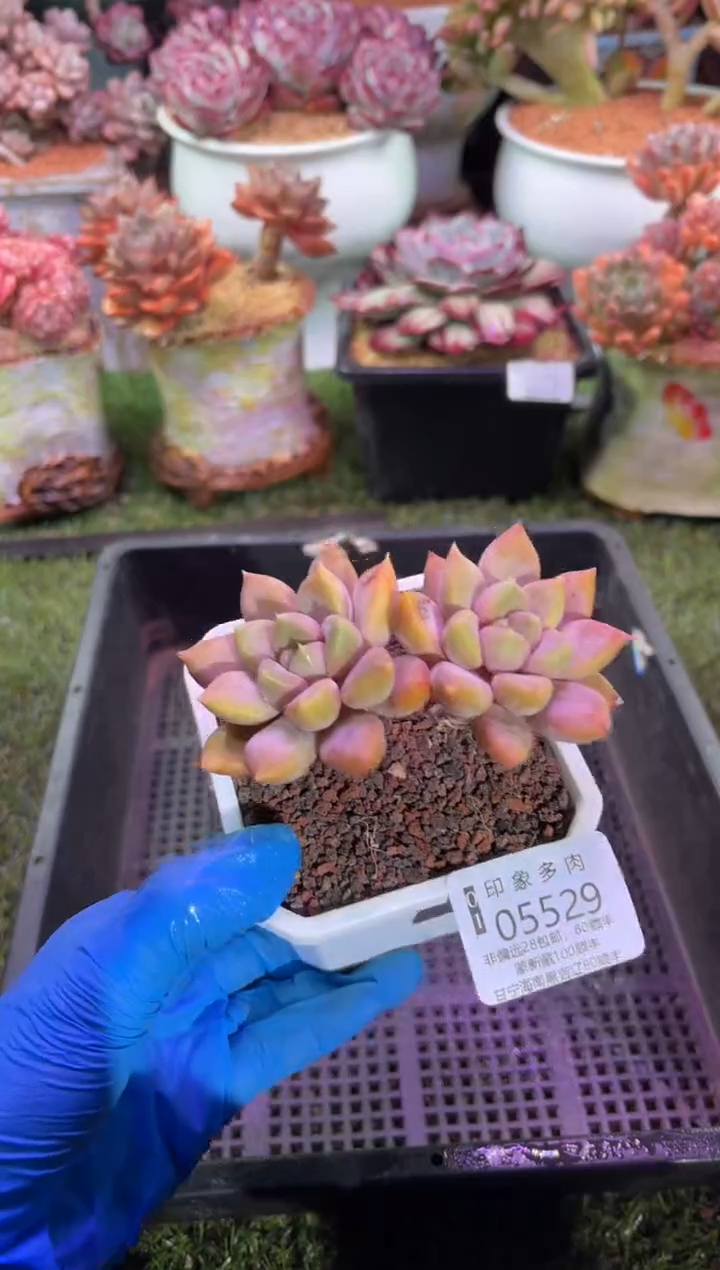 【闪购商品】05529