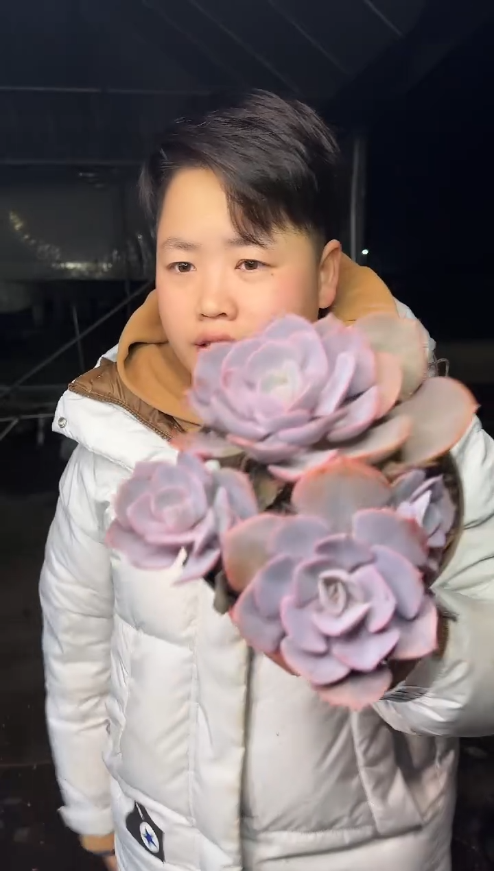 小3头尘埃玫瑰 2.99 