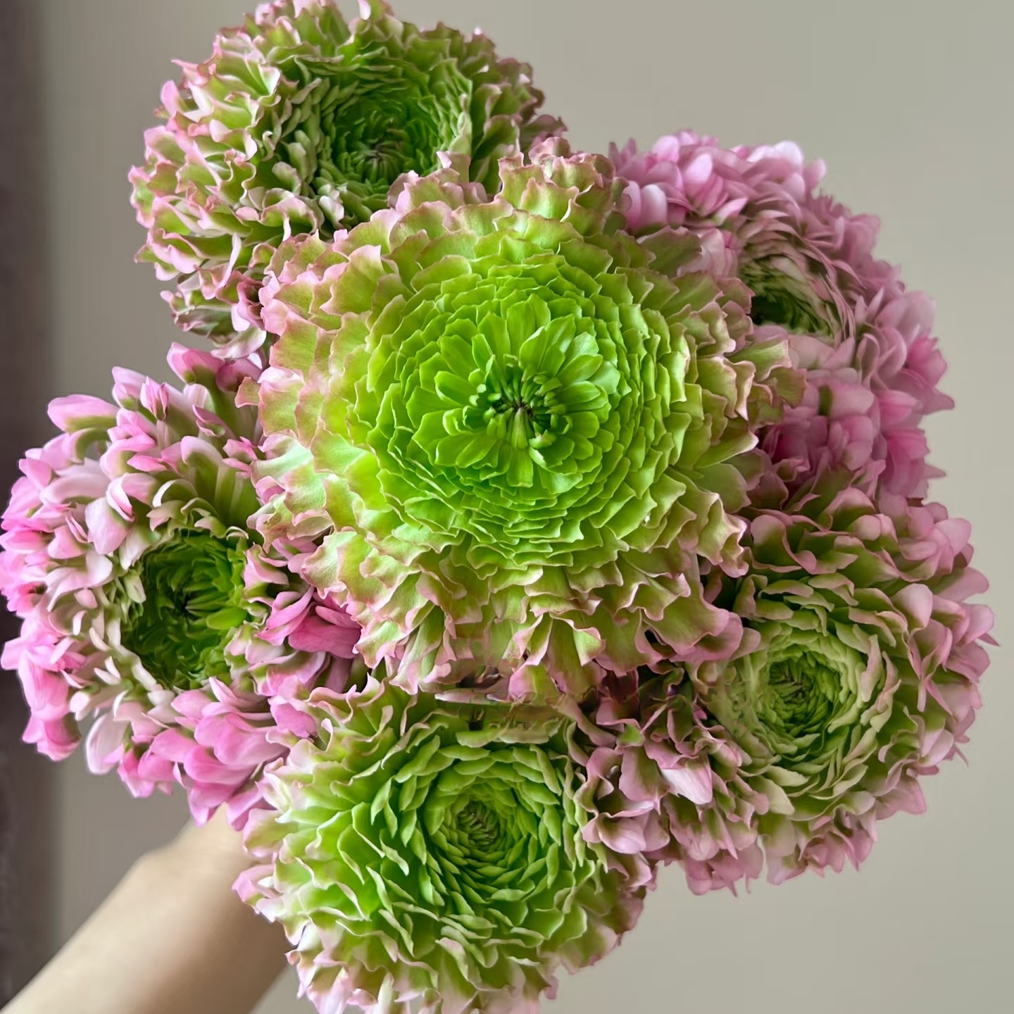 【独鬏鬏优选】云南鲜花 【粉锦鲤】洋牡丹 家居瓶插鲜花 顺丰配送