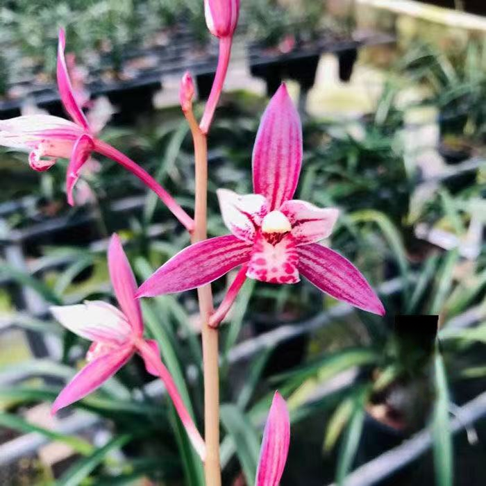 兰花 建兰铭品【红三娘带5-8支花剑】室内外浓香型带花苞好养大花