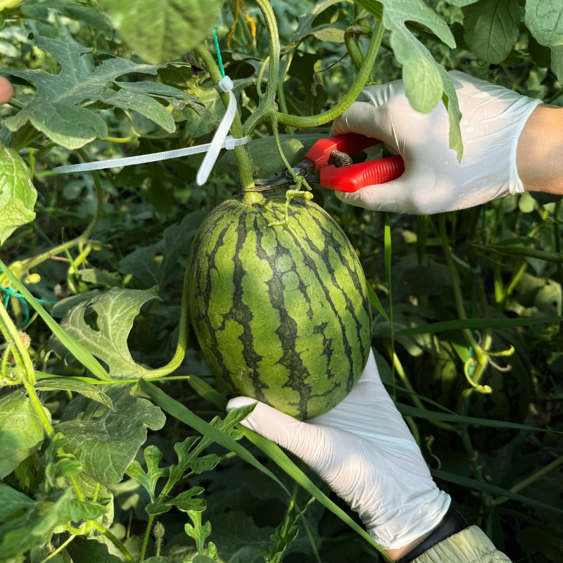 【野田记】太白农场脆甜小吊瓜饱满多汁皮薄可手剥新鲜水果自然熟