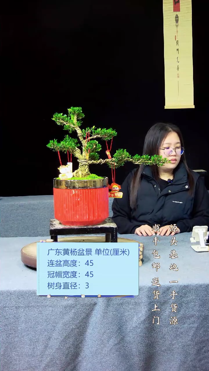 【闪购商品】黄杨盆景黄杨盆景