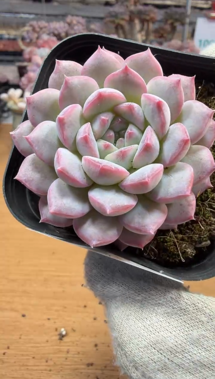 东云多肉园三店-261