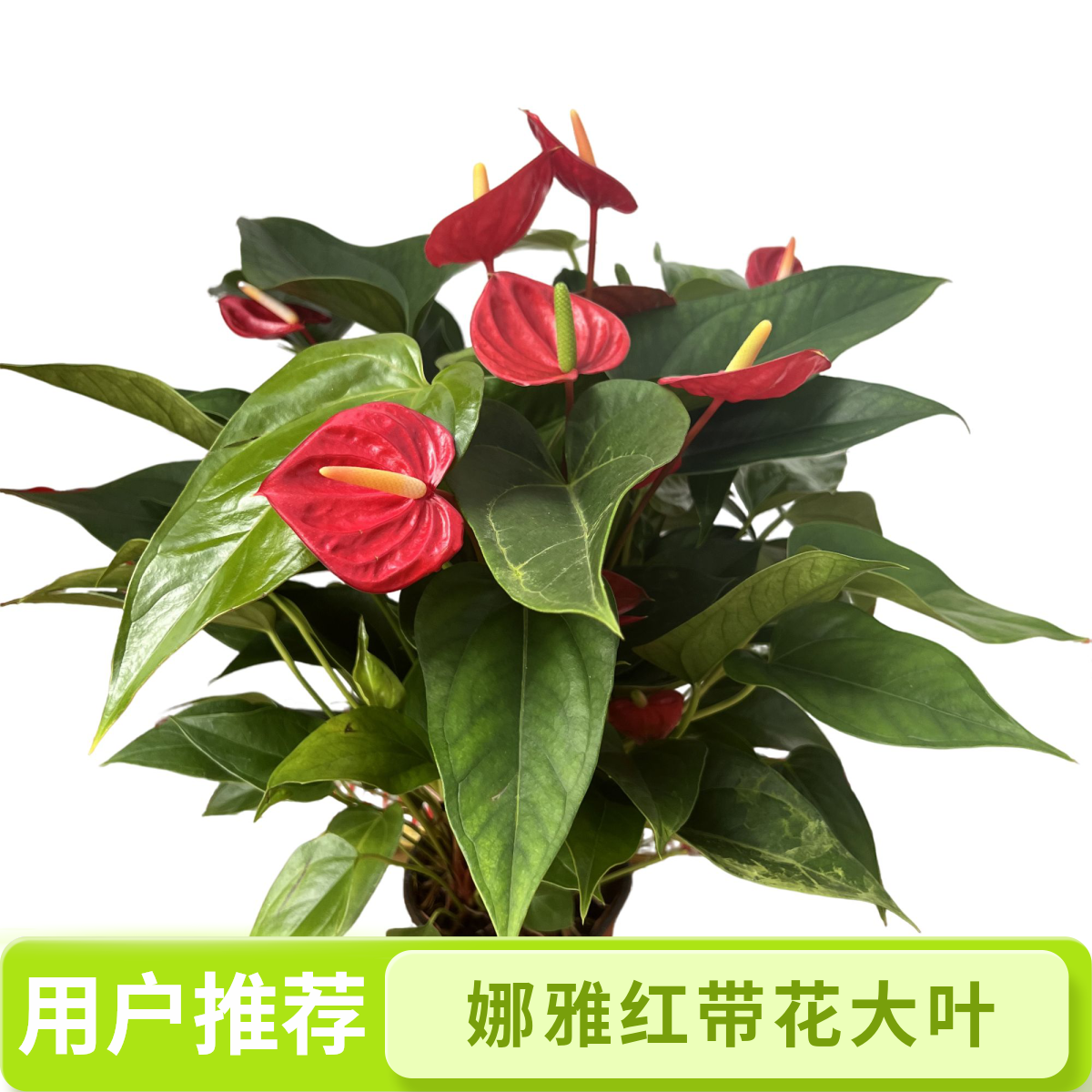 【120娜亚红】带花大叶花卉室内家居绿植四季开花鸿运当头