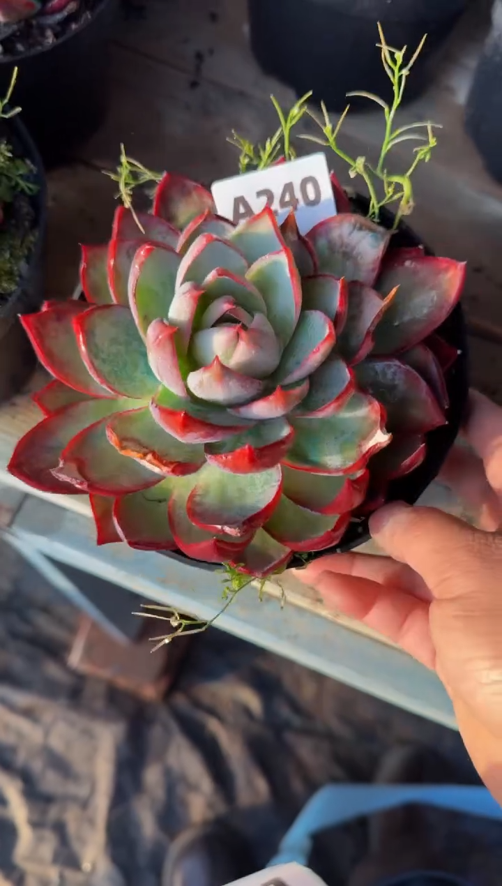 【闪购商品】A240惊鸿仙子（裸根发货）