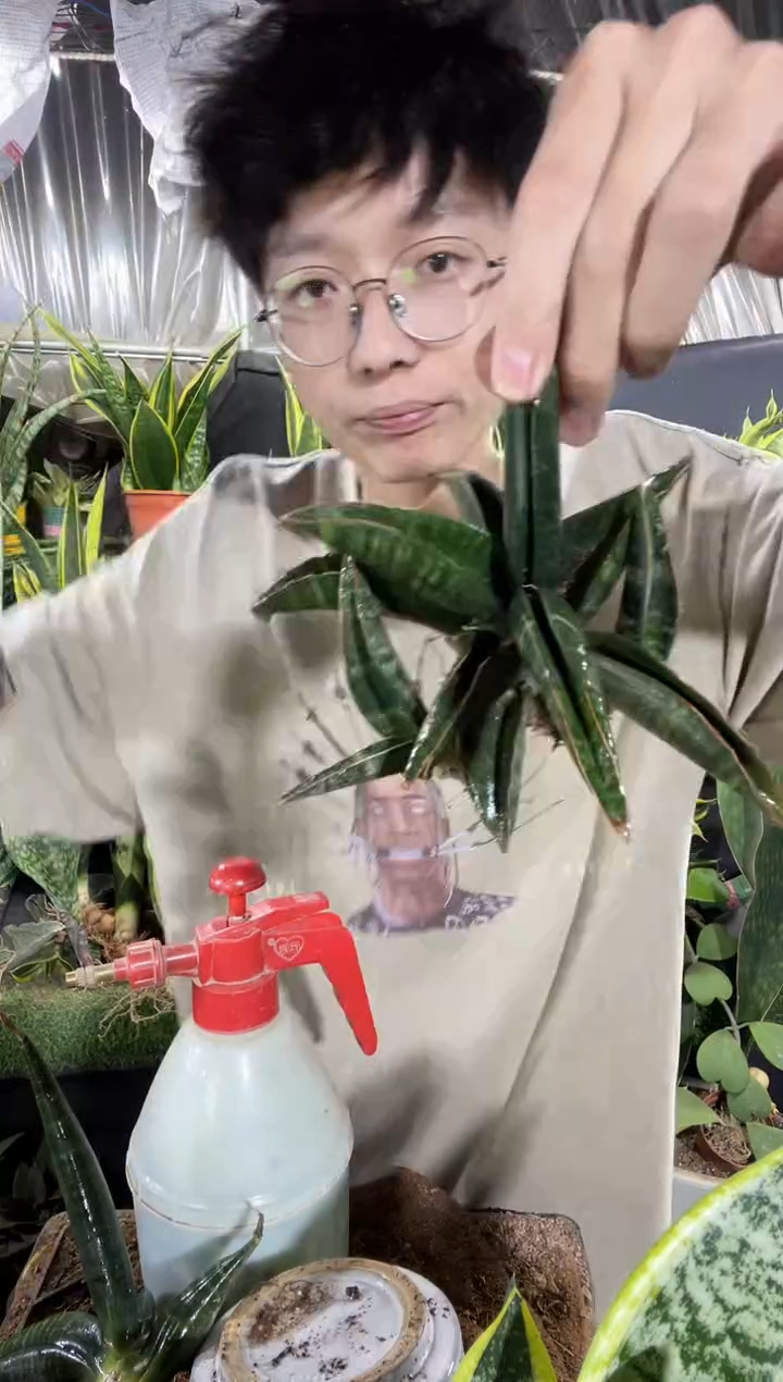 道恩黑角裸根39.8