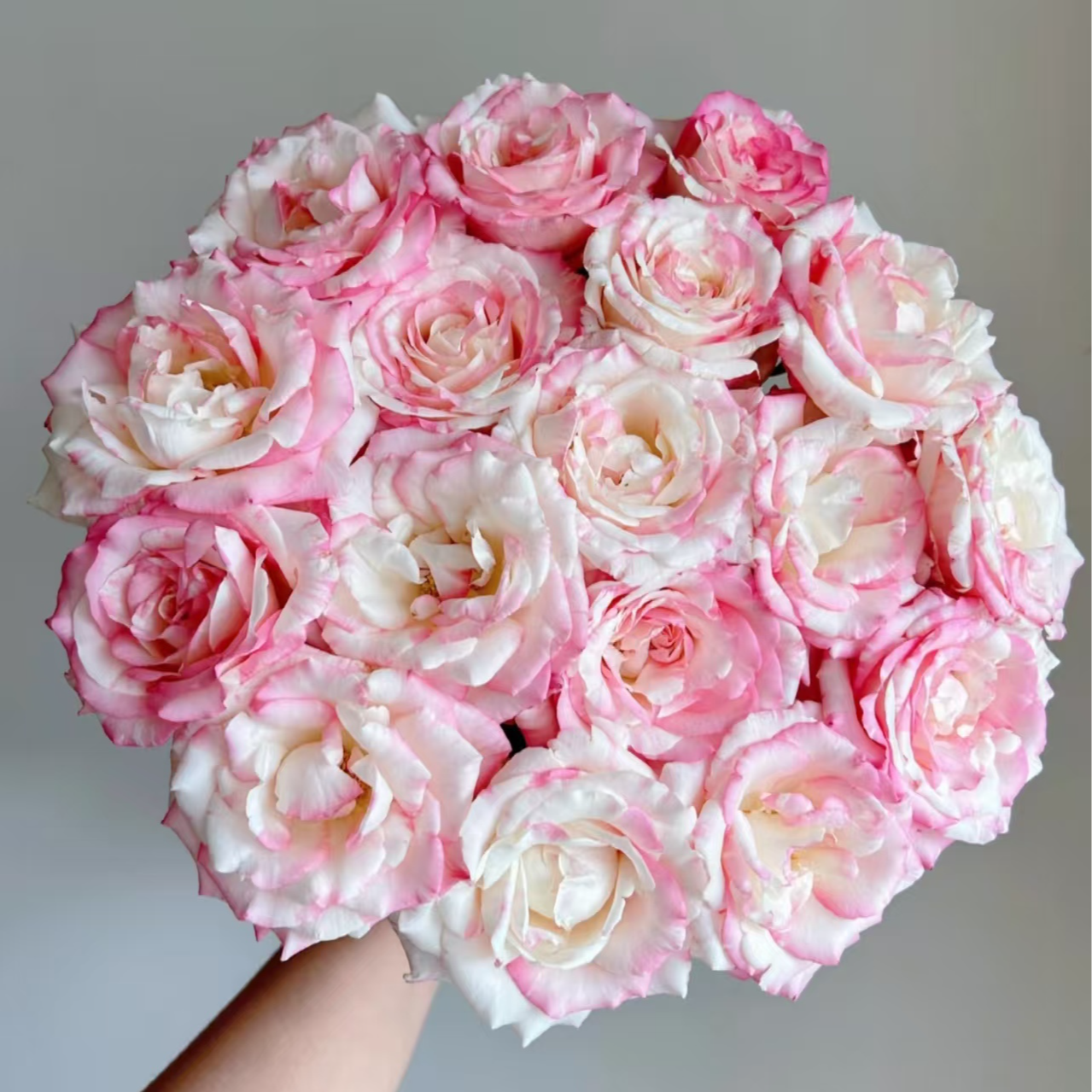 【AAA级】复色玫瑰霓裳10支 云南鲜花基地直发家庭客厅室内水养鲜切花