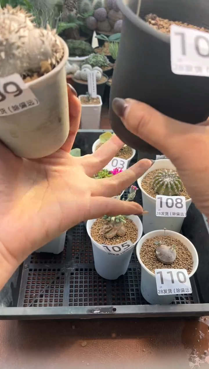 毛****哟毛毛虫专拍白云高莎惠比须笑扫把头组合